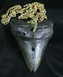 Giant Fossil Megalodon Tooth Necklace - Old-School Megalodon Bling #28194-1